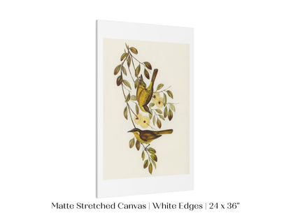 Varied Honey - eater Illustration | P141 - Single Art Prints - Piccolo Fiore Prints