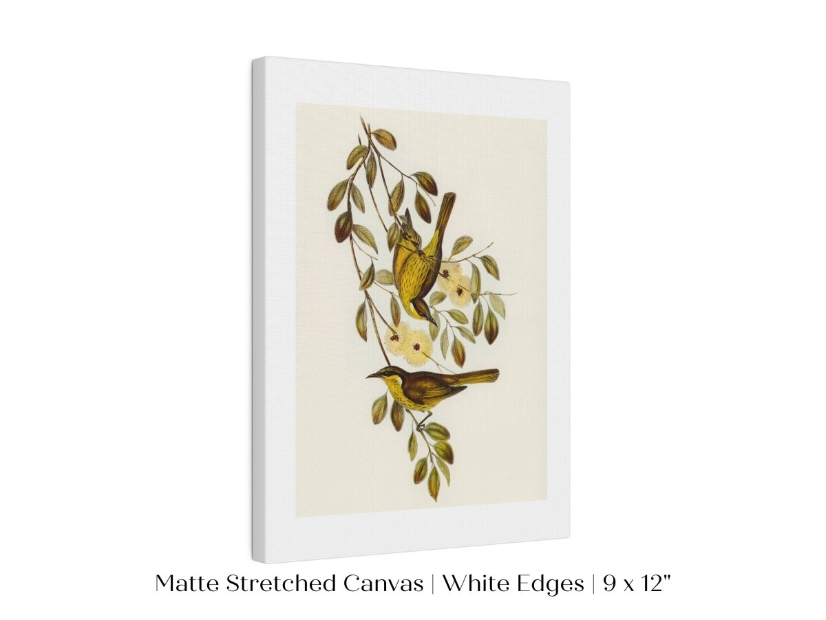 Varied Honey - eater Illustration | P141 - Single Art Prints - Piccolo Fiore Prints