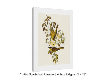 Varied Honey - eater Illustration | P141 - Single Art Prints - Piccolo Fiore Prints