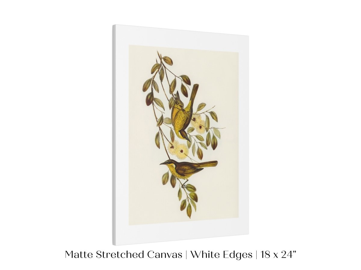 Varied Honey - eater Illustration | P141 - Single Art Prints - Piccolo Fiore Prints
