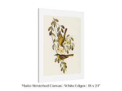Varied Honey - eater Illustration | P141 - Single Art Prints - Piccolo Fiore Prints