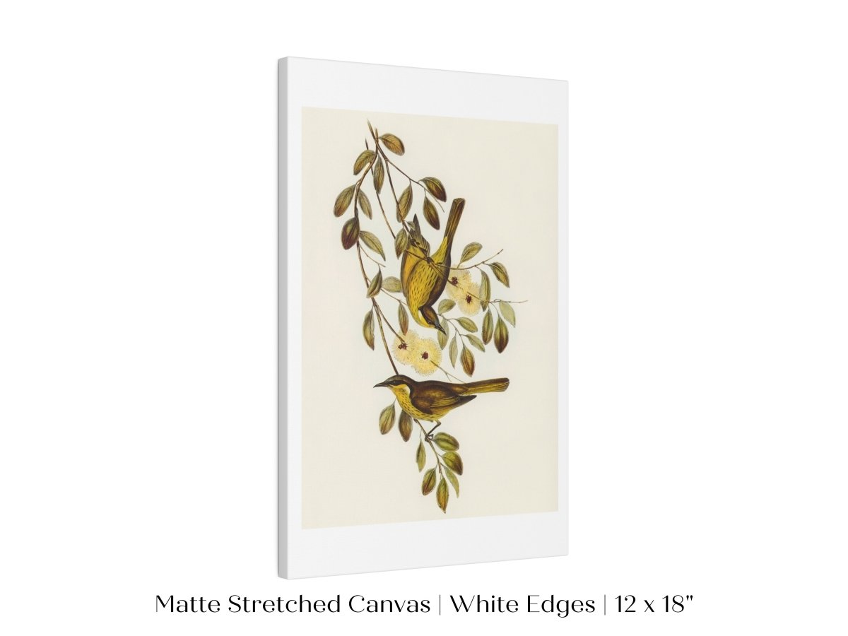 Varied Honey - eater Illustration | P141 - Single Art Prints - Piccolo Fiore Prints