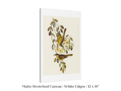 Varied Honey - eater Illustration | P141 - Single Art Prints - Piccolo Fiore Prints