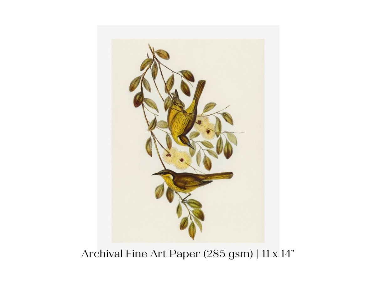 Varied Honey - eater Illustration | P141 - Single Art Prints - Piccolo Fiore Prints