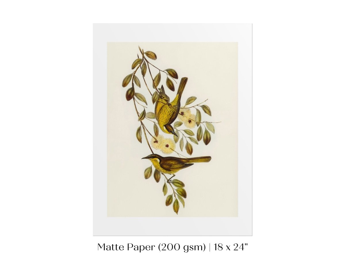Varied Honey - eater Illustration | P141 - Single Art Prints - Piccolo Fiore Prints