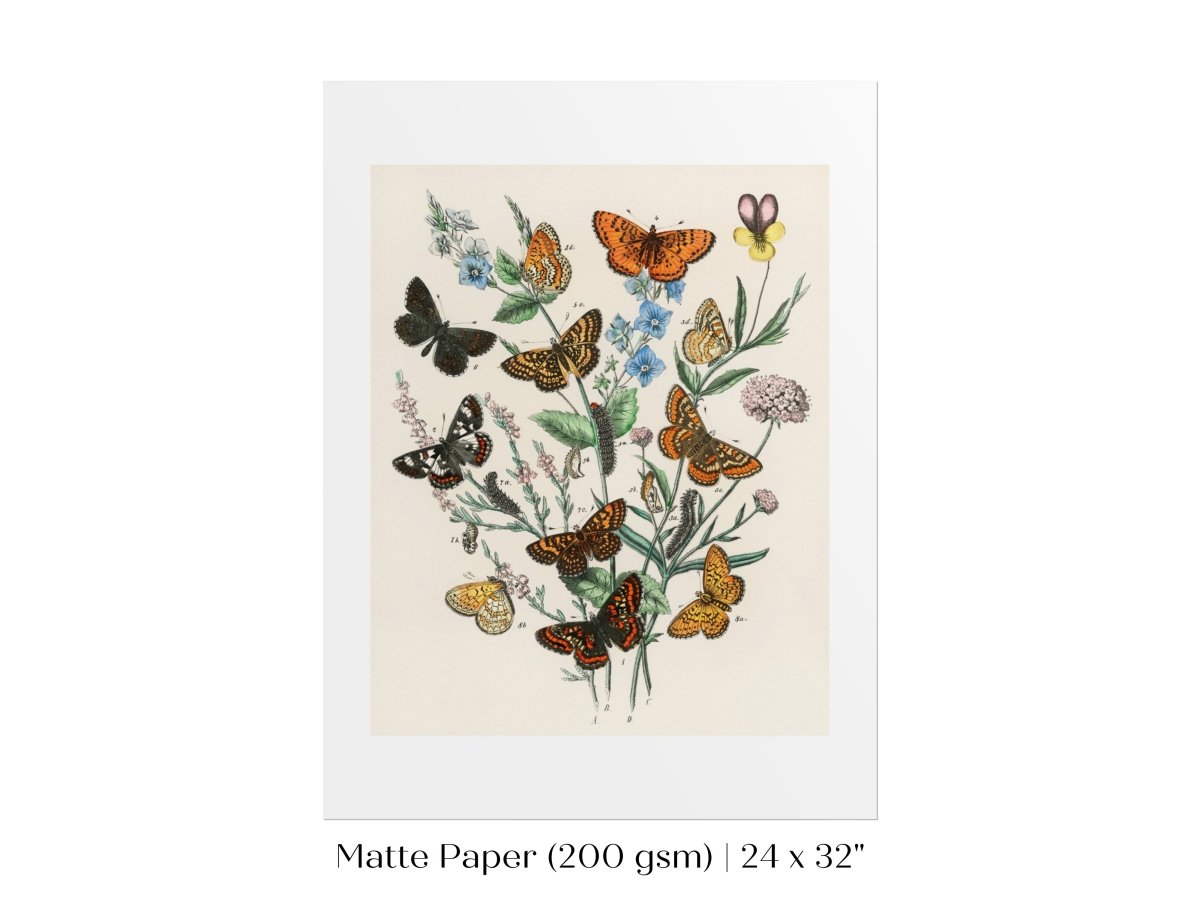 Vintage Butterfly and Caterpillar Art Print | Botanical Wall Art | Flowers and Butterflies Illustration | Instant DIGITAL DOWNLOAD | P28 - Single Art Prints - Piccolo Fiore Prints