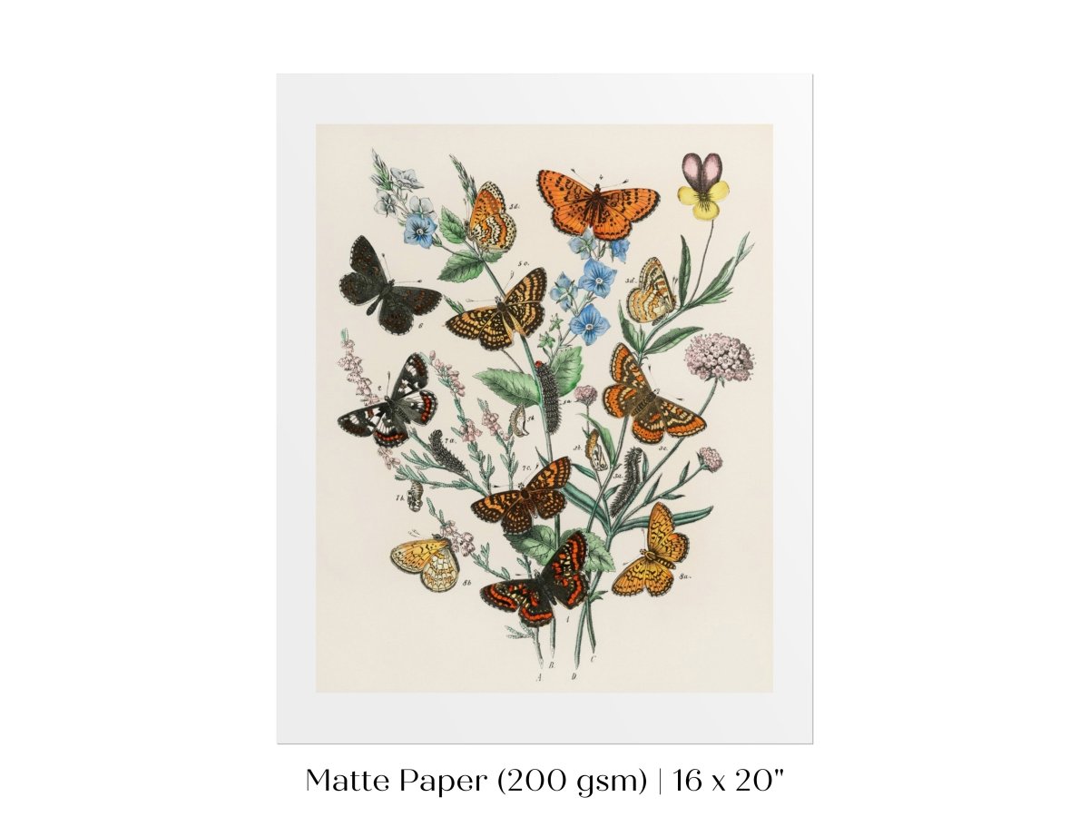 Vintage Butterfly and Caterpillar Art Print | Botanical Wall Art | Flowers and Butterflies Illustration | Instant DIGITAL DOWNLOAD | P28 - Single Art Prints - Piccolo Fiore Prints