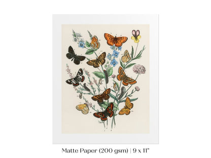 Vintage Butterfly and Caterpillar Art Print | Botanical Wall Art | Flowers and Butterflies Illustration | Instant DIGITAL DOWNLOAD | P28 - Single Art Prints - Piccolo Fiore Prints