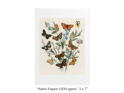 Vintage Butterfly and Caterpillar Art Print | Botanical Wall Art | Flowers and Butterflies Illustration | Instant DIGITAL DOWNLOAD | P28 - Single Art Prints - Piccolo Fiore Prints