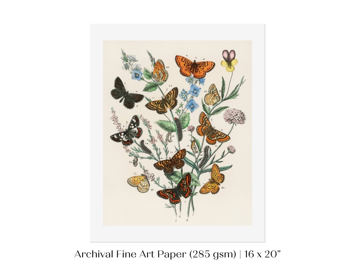 Vintage Butterfly and Caterpillar Art Print | Botanical Wall Art | Flowers and Butterflies Illustration | Instant DIGITAL DOWNLOAD | P28 - Single Art Prints - Piccolo Fiore Prints
