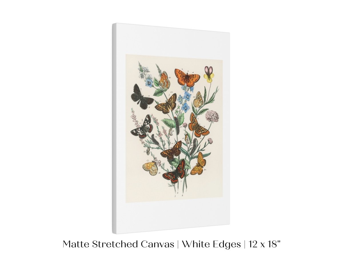 Vintage Butterfly and Caterpillar Art Print | Botanical Wall Art | Flowers and Butterflies Illustration | Instant DIGITAL DOWNLOAD | P28 - Single Art Prints - Piccolo Fiore Prints