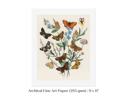 Vintage Butterfly and Caterpillar Art Print | Botanical Wall Art | Flowers and Butterflies Illustration | Instant DIGITAL DOWNLOAD | P28 - Single Art Prints - Piccolo Fiore Prints