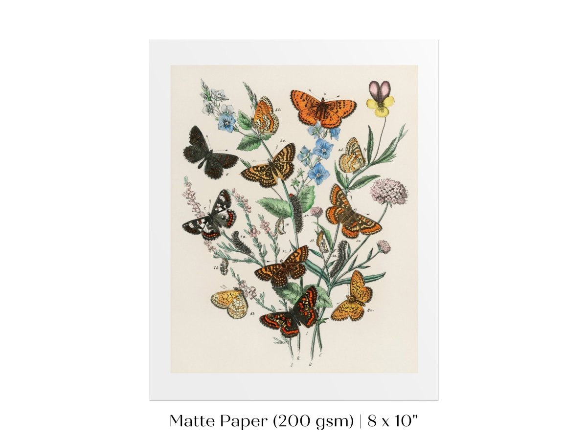 Vintage Butterfly and Caterpillar Art Print | Botanical Wall Art | Flowers and Butterflies Illustration | Instant DIGITAL DOWNLOAD | P28 - Single Art Prints - Piccolo Fiore Prints