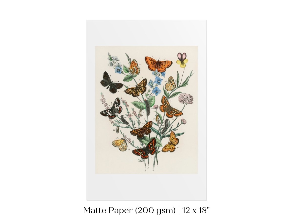 Vintage Butterfly and Caterpillar Art Print | Botanical Wall Art | Flowers and Butterflies Illustration | Instant DIGITAL DOWNLOAD | P28 - Single Art Prints - Piccolo Fiore Prints