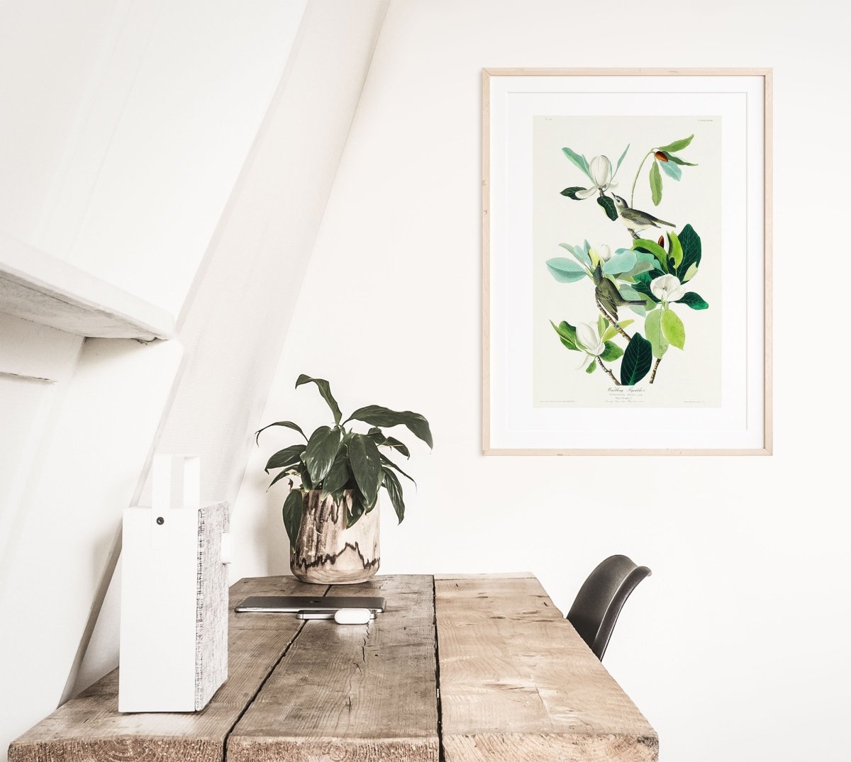 Warbling Flycatchers Illustration | P194 - Single Art Prints - Piccolo Fiore Prints