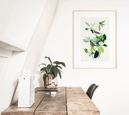 Warbling Flycatchers Illustration | P194 - Single Art Prints - Piccolo Fiore Prints