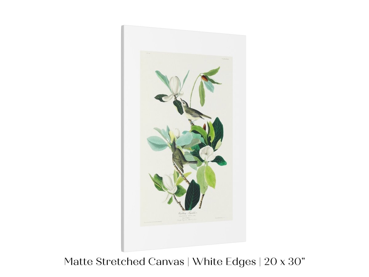 Warbling Flycatchers Illustration | P194 - Single Art Prints - Piccolo Fiore Prints