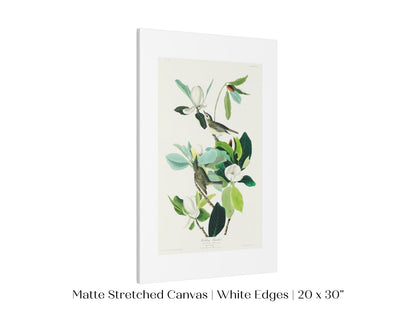 Warbling Flycatchers Illustration | P194 - Single Art Prints - Piccolo Fiore Prints
