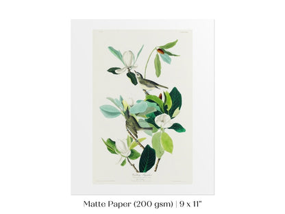 Warbling Flycatchers Illustration | P194 - Single Art Prints - Piccolo Fiore Prints