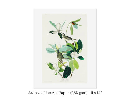 Warbling Flycatchers Illustration | P194 - Single Art Prints - Piccolo Fiore Prints