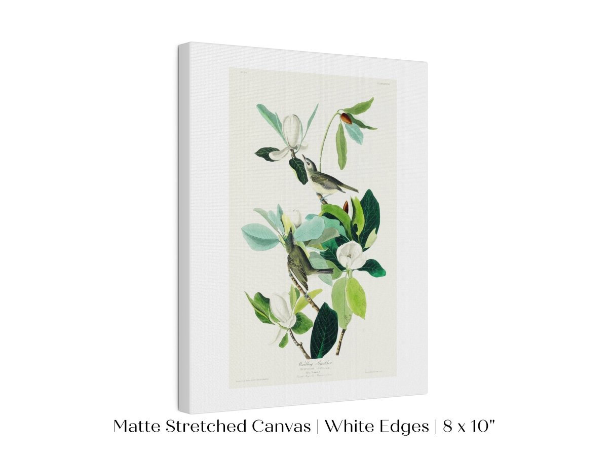 Warbling Flycatchers Illustration | P194 - Single Art Prints - Piccolo Fiore Prints