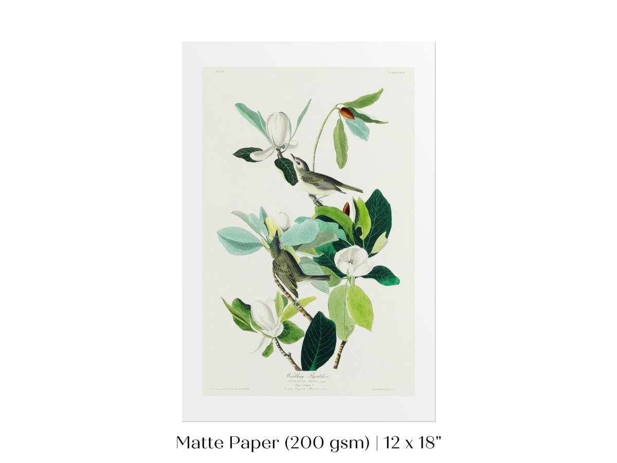 Warbling Flycatchers Illustration | P194 - Single Art Prints - Piccolo Fiore Prints