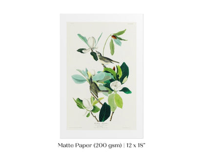 Warbling Flycatchers Illustration | P194 - Single Art Prints - Piccolo Fiore Prints