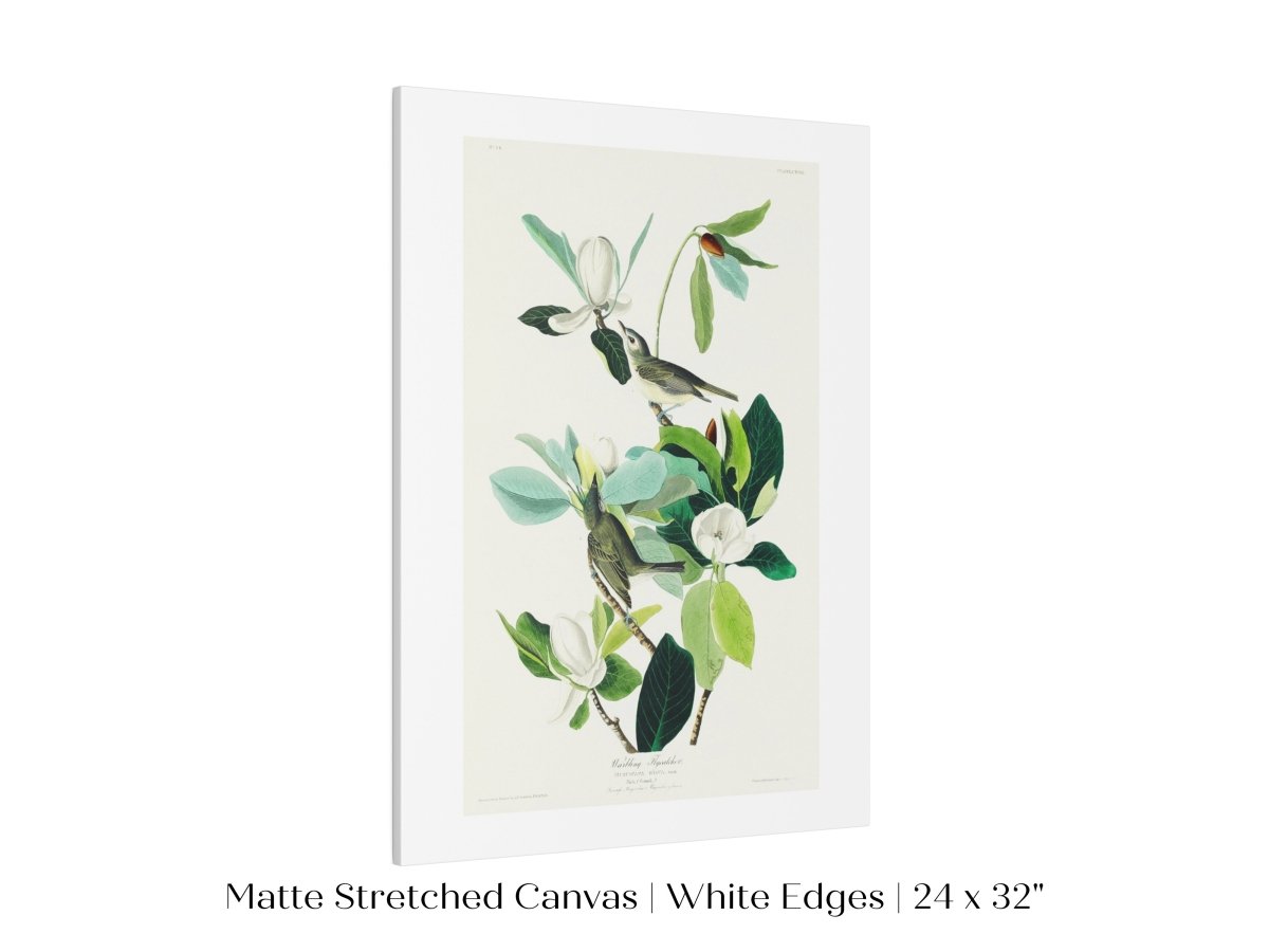 Warbling Flycatchers Illustration | P194 - Single Art Prints - Piccolo Fiore Prints