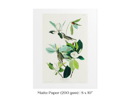 Warbling Flycatchers Illustration | P194 - Single Art Prints - Piccolo Fiore Prints