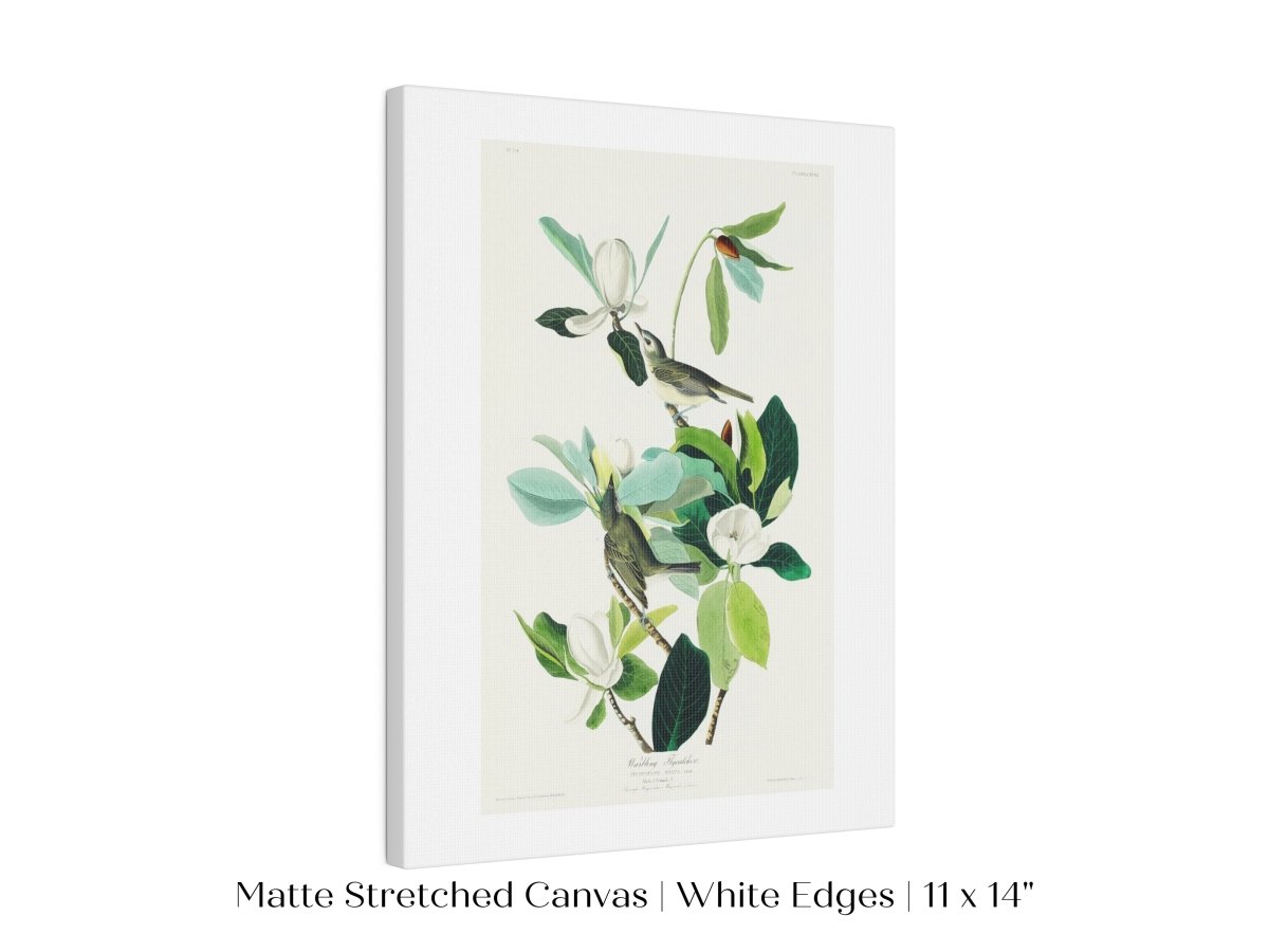 Warbling Flycatchers Illustration | P194 - Single Art Prints - Piccolo Fiore Prints