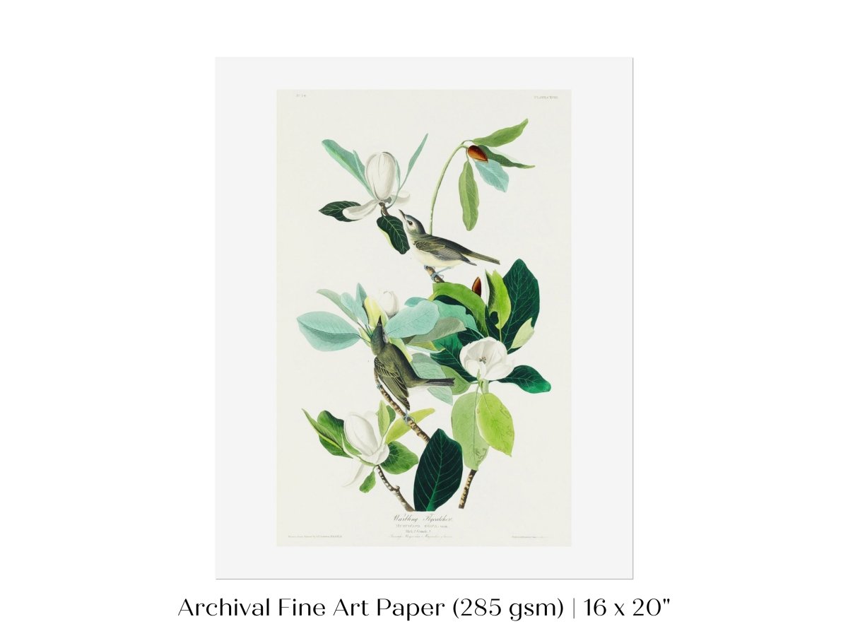 Warbling Flycatchers Illustration | P194 - Single Art Prints - Piccolo Fiore Prints