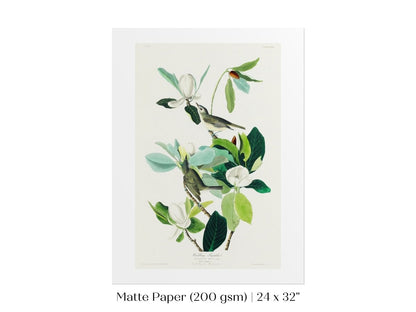 Warbling Flycatchers Illustration | P194 - Single Art Prints - Piccolo Fiore Prints