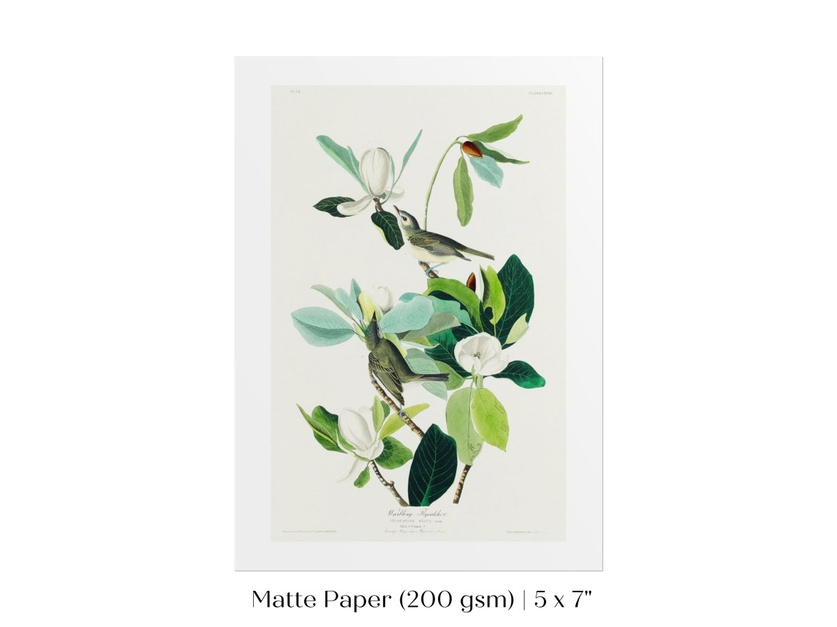 Warbling Flycatchers Illustration | P194 - Single Art Prints - Piccolo Fiore Prints