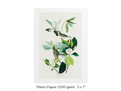 Warbling Flycatchers Illustration | P194 - Single Art Prints - Piccolo Fiore Prints
