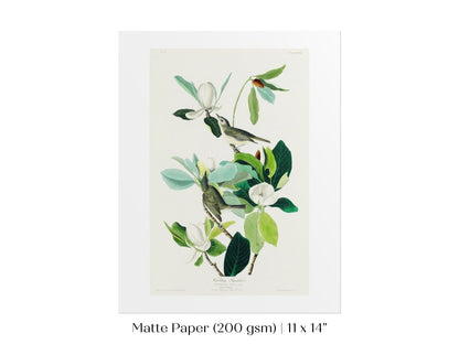 Warbling Flycatchers Illustration | P194 - Single Art Prints - Piccolo Fiore Prints