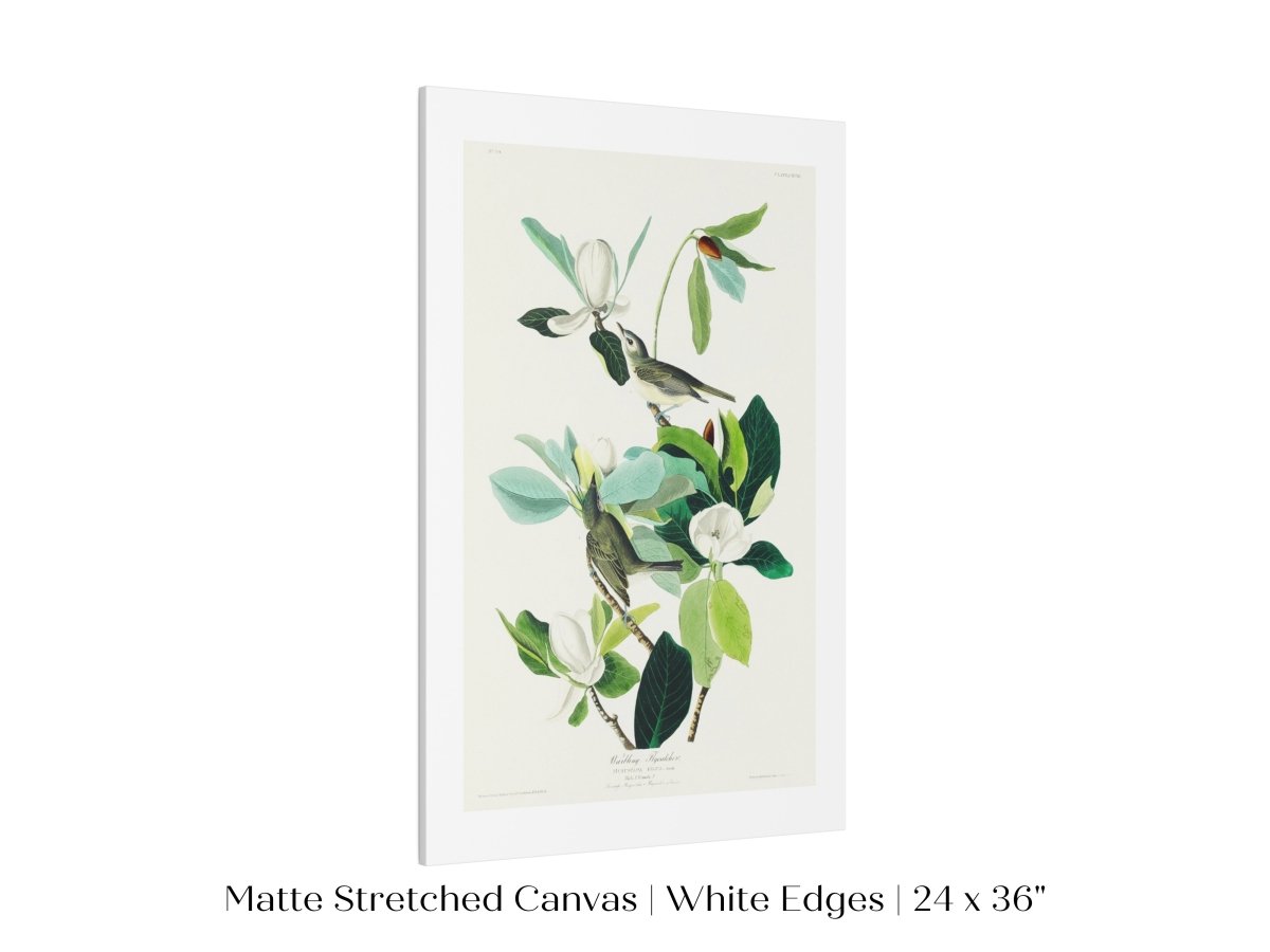 Warbling Flycatchers Illustration | P194 - Single Art Prints - Piccolo Fiore Prints