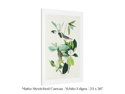 Warbling Flycatchers Illustration | P194 - Single Art Prints - Piccolo Fiore Prints