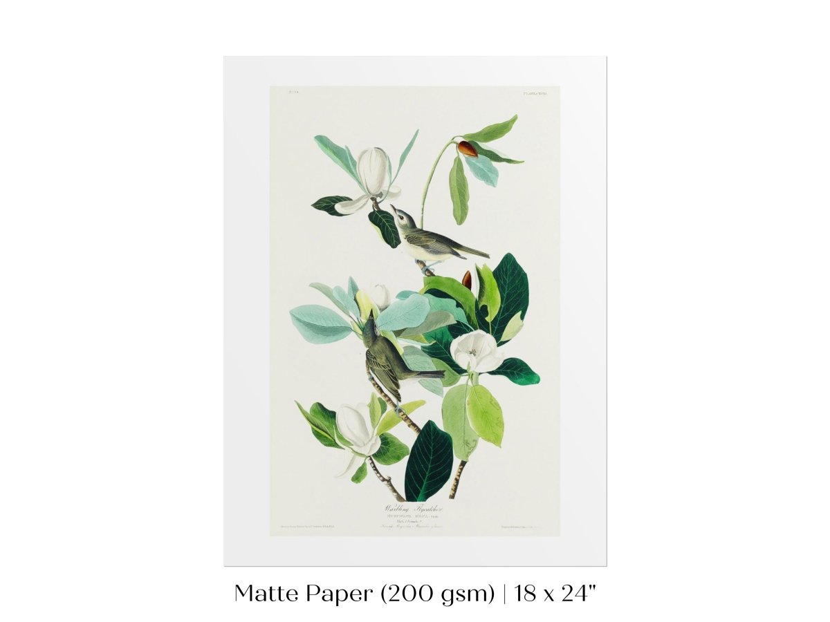 Warbling Flycatchers Illustration | P194 - Single Art Prints - Piccolo Fiore Prints