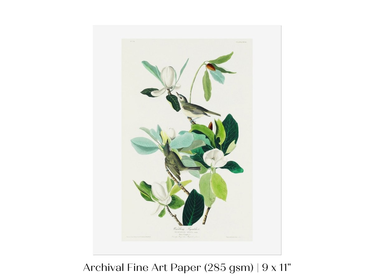 Warbling Flycatchers Illustration | P194 - Single Art Prints - Piccolo Fiore Prints