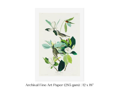 Warbling Flycatchers Illustration | P194 - Single Art Prints - Piccolo Fiore Prints