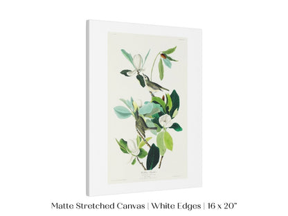 Warbling Flycatchers Illustration | P194 - Single Art Prints - Piccolo Fiore Prints