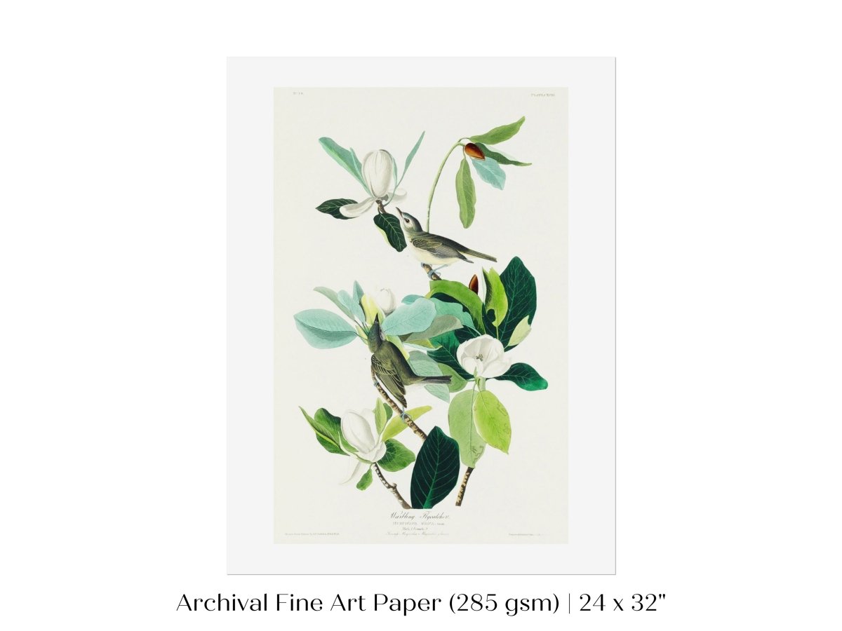 Warbling Flycatchers Illustration | P194 - Single Art Prints - Piccolo Fiore Prints