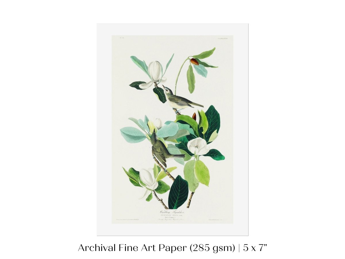 Warbling Flycatchers Illustration | P194 - Single Art Prints - Piccolo Fiore Prints