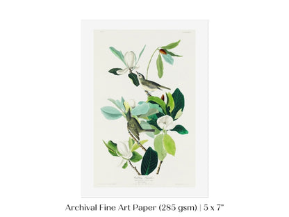 Warbling Flycatchers Illustration | P194 - Single Art Prints - Piccolo Fiore Prints