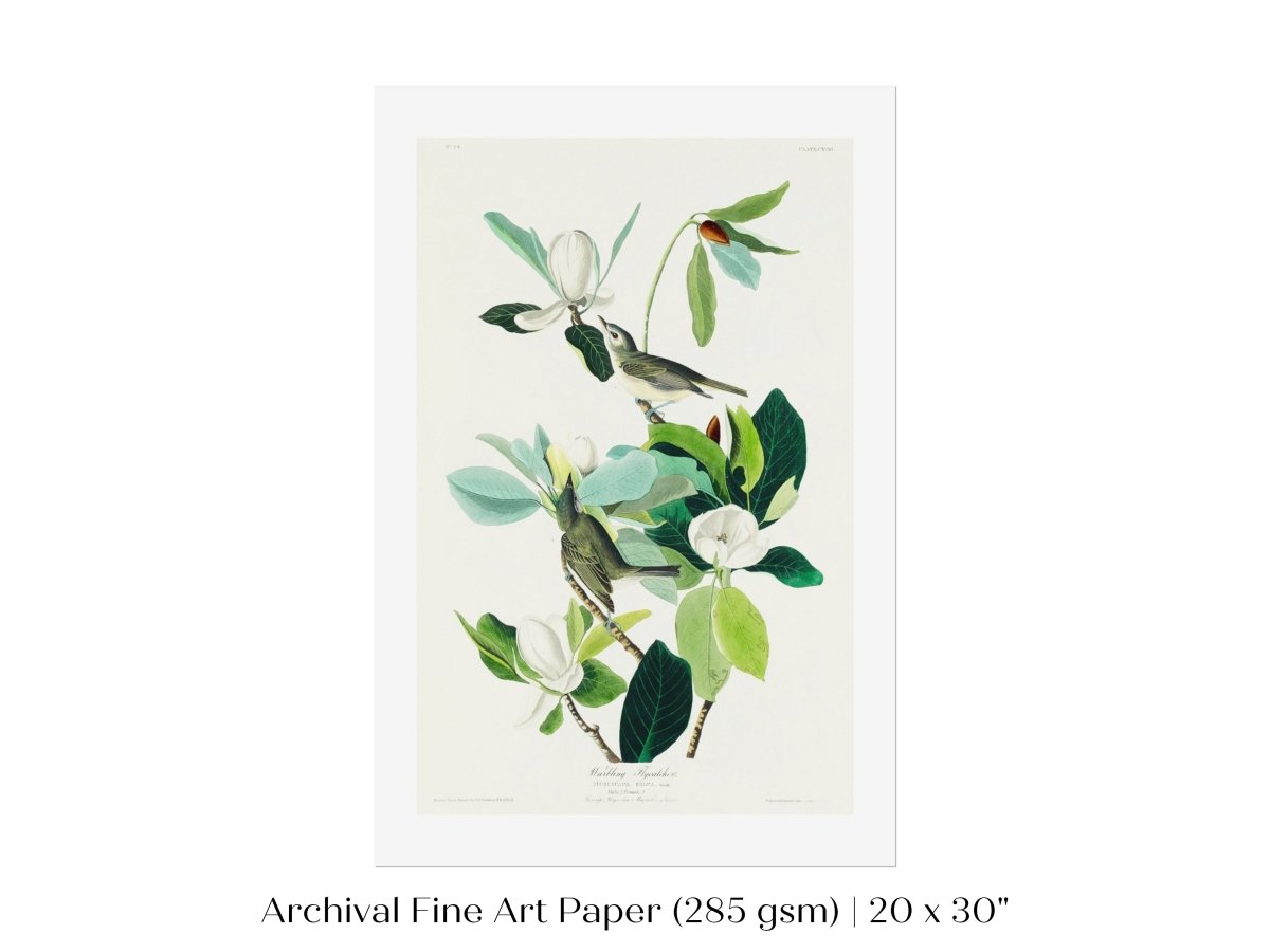 Warbling Flycatchers Illustration | P194 - Single Art Prints - Piccolo Fiore Prints