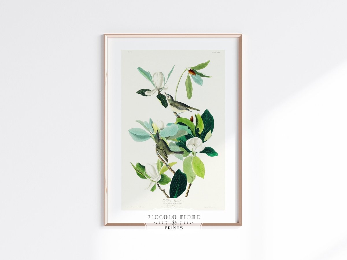 Warbling Flycatchers Illustration | P194 - Single Art Prints - Piccolo Fiore Prints