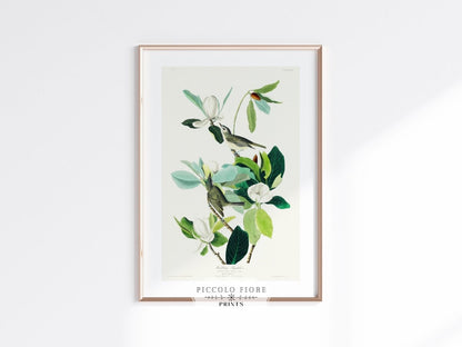 Warbling Flycatchers Illustration | P194 - Single Art Prints - Piccolo Fiore Prints