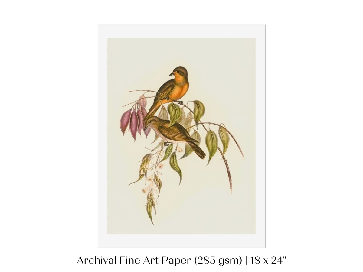 Whistler Bird Illustration | P327 - Single Art Prints - Piccolo Fiore Prints