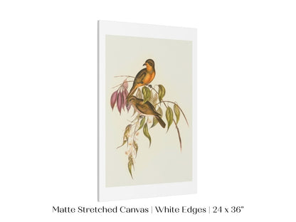 Whistler Bird Illustration | P327 - Single Art Prints - Piccolo Fiore Prints