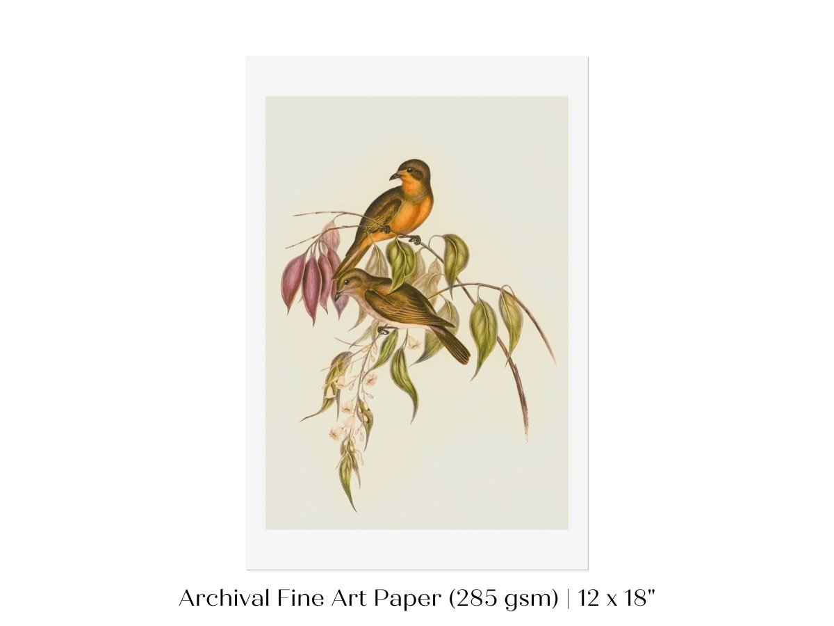 Whistler Bird Illustration | P327 - Single Art Prints - Piccolo Fiore Prints